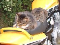 Location parking pour moto à Marseille 7